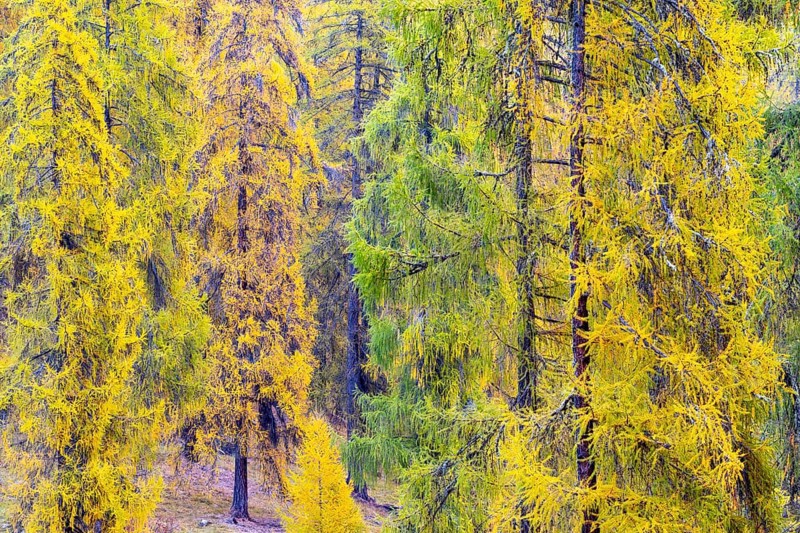 Larch forest, yellow larch trees (Larix), autumn, Ardez, Engadin, Grisons, Switzerland