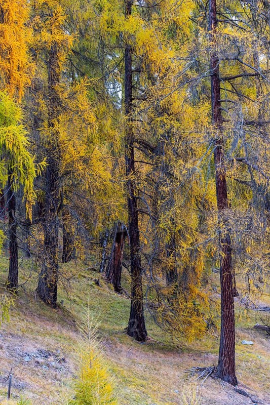 Larch forest, yellow larch trees (Larix), autumn, Ardez, Engadin, Grisons, Switzerland