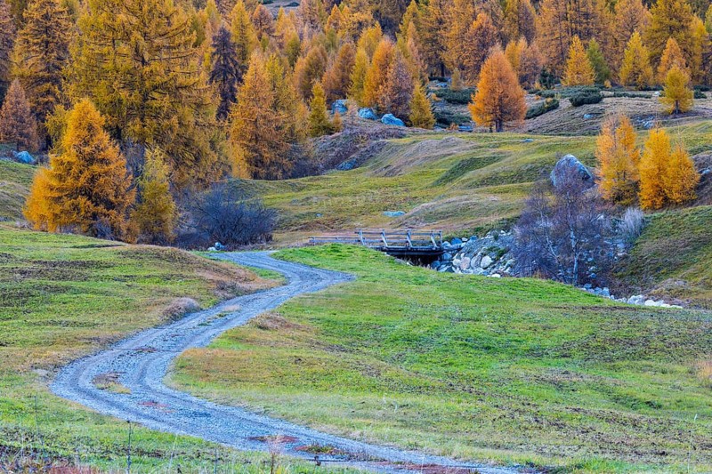 Path to the wooden bridge, yellow larches (Larix), autumn colors, Zernez, Engadin, Grisons, Switzerland
