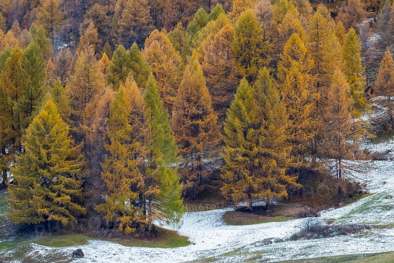 Larch forest, yellow larch trees (Larix) in snow, autumn, Ardez, Engadin, Grisons, Switzerland