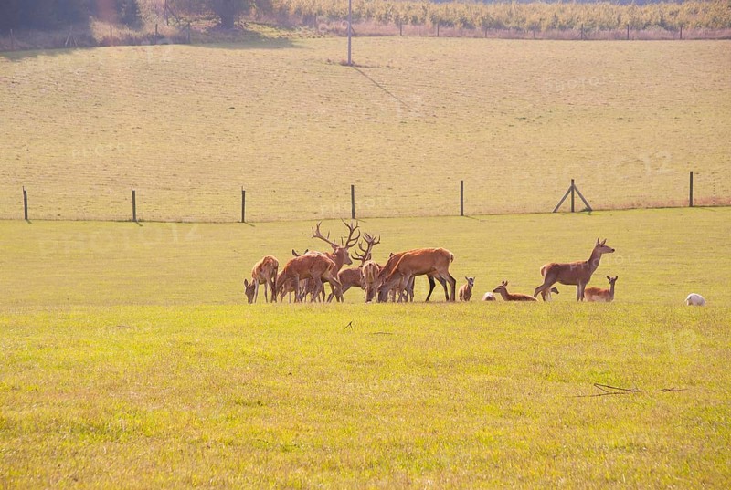Red deer in an outdoor enclosure, Cape Arkona, Wittow Peninsula, Putgarten, Rügen Island, Mecklenburg-Western Pomerania, Germany