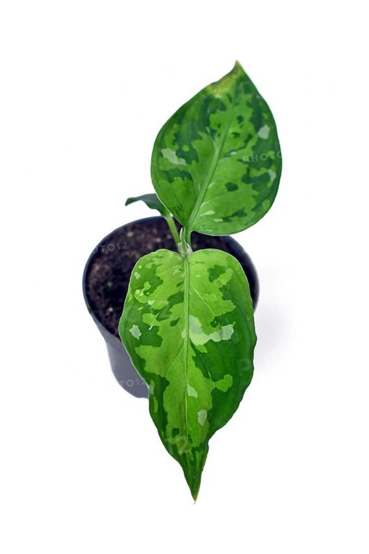 Small Aglaonema pictum tricolor houseplant with camouflage patterned leaves with dark green, light green and silvery spots on white background