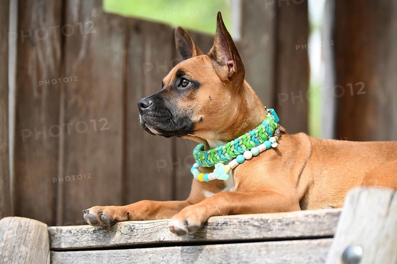 Cute brown mixed breed dog wearing green paracord collar and anti thick EM ceramic neckalce in front of wooden background