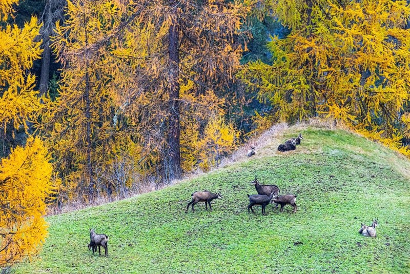 Chamois (Rupicapra rupicapra) in front of yellow larches (Larix), autumn, Zernez, Engadin, Graubünden, Switzerland