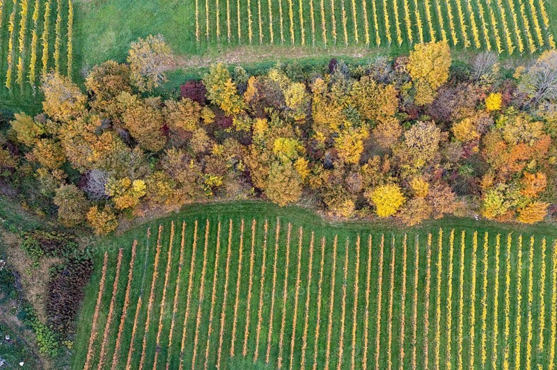 Aerial view, typical landscape in autumn with vineyards, South Styrian hills, South Styrian wine route, Styria, Austria