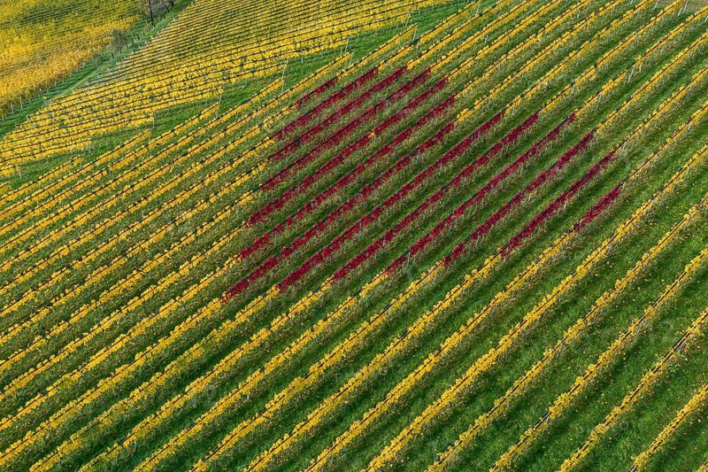 Aerial view, heart, vineyards, South Styrian hills, South Styrian Wine Route, Styria, Austria