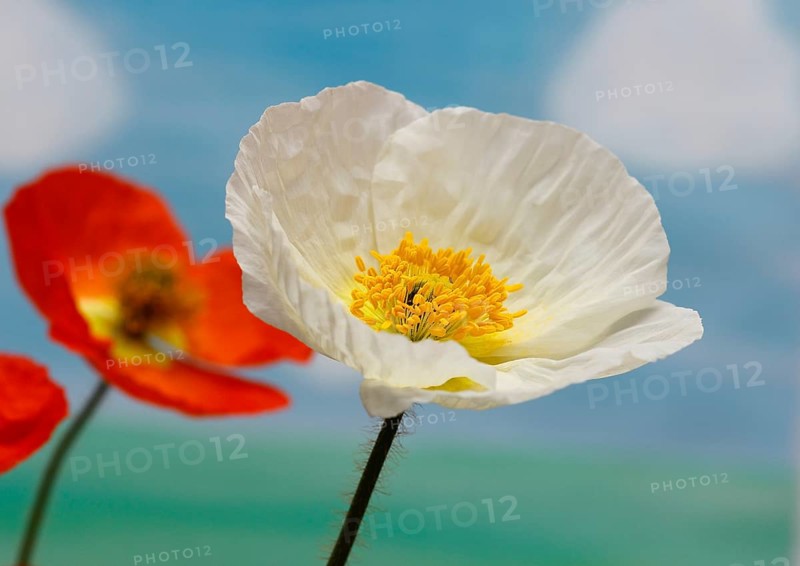 Icelandic poppy (Papaver nudicaule), flowers in the studio, painted background, North Rhine-Westphalia, Germany