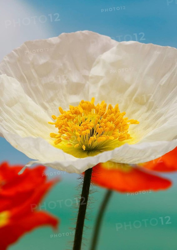 Icelandic poppy (Papaver nudicaule), flowers in the studio, painted background, North Rhine-Westphalia, Germany