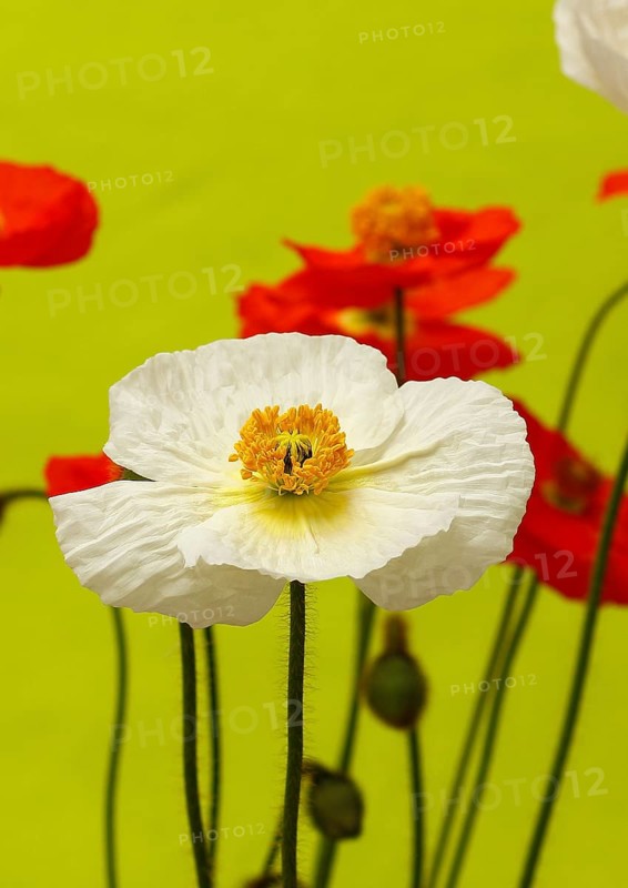 Icelandic poppy (Papaver nudicaule), flowers in the studio, light green background, North Rhine-Westphalia, Germany