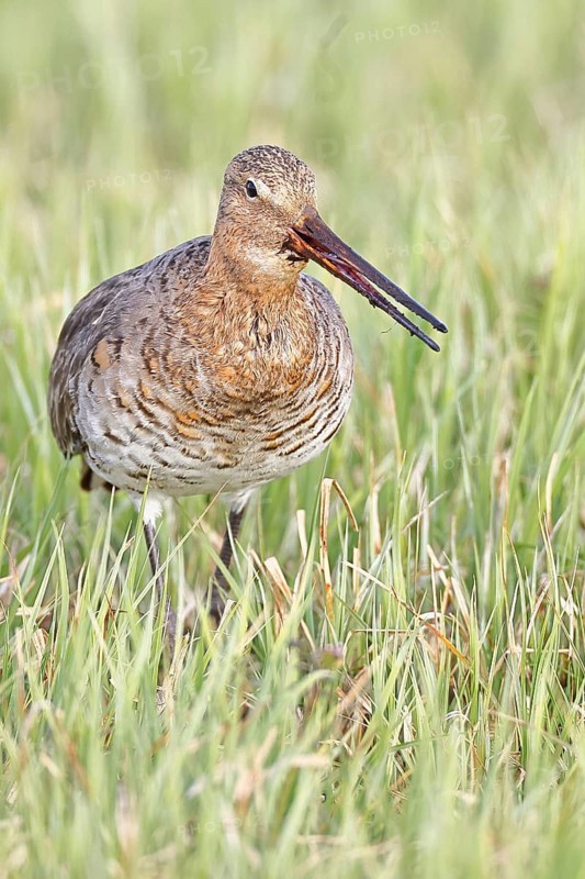 Blacktail (Limosa limosa) runs on the shore of a lake in a moor, snipe birds, wildlife, nature photography, oxmoor, Dümmer See, Hüde, Lower Saxony, Germany