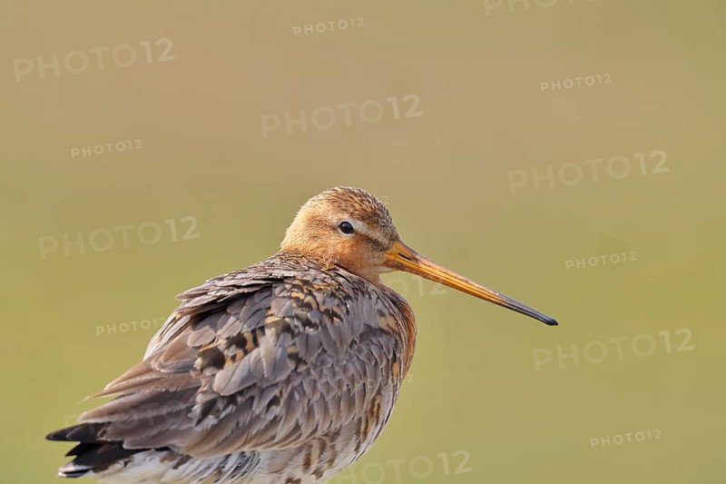 Blacktail (Limosa limosa), sitting room, on a fence post, snipe birds, animal portrait, wildlife, nature photography, wetland, oxmoor, Dümmer See, Lembruch, Lower Saxony, Germany
