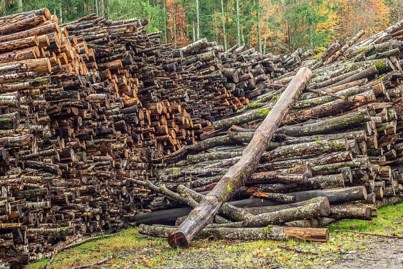 Stack of firewood, logs in the forest in Fyledalen, Ystad municipality, Skåne, Sweden, Scandinavia