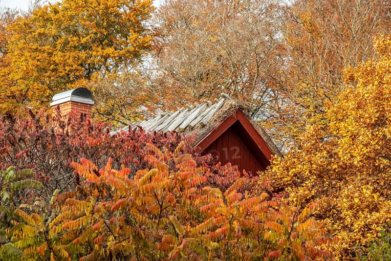 Roof of old cottage in a beech forest in autumn colors in Snogeholm, Sjöbo municipality, Skåne, Sweden, Scandinavia