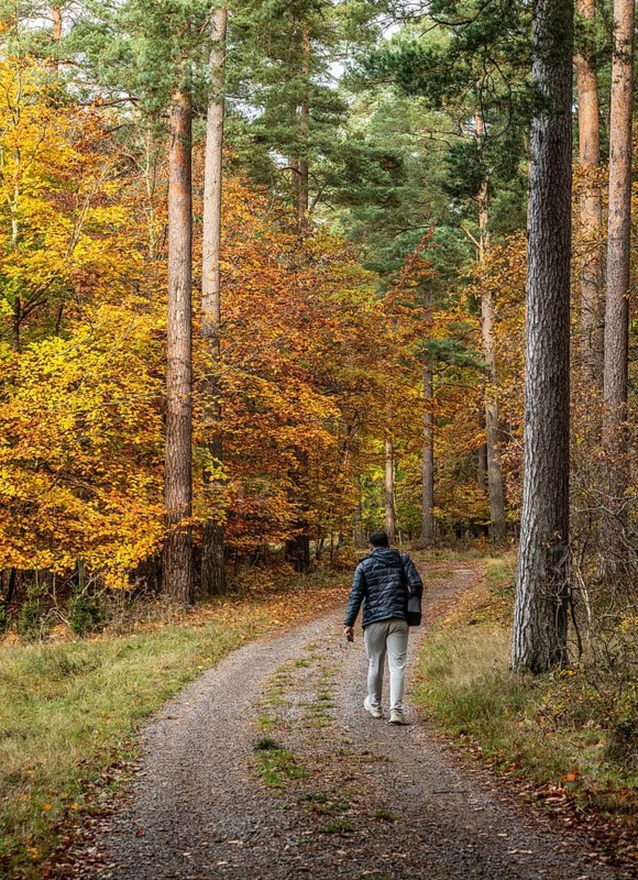 Lone hiker on forest path through a beech forest in autumn colors in Snogeukm, Sjöbo municipality, Skåne, Sweden, Scandinavia