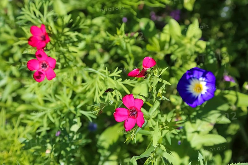 Red flax (Linum grandiflorum), splendor, field bindweed (convolvulus arvensis), meadow, wild flowers, grass, grasses, plants, nature, Swabian Jura, Baden-Württemberg, Germany