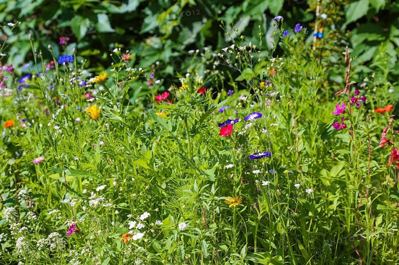 Field bindweed (convolvulus arvensis), meadow, colorful wildflowers, grass, plants, insect food, nature, Swabian Jura, Baden-Württemberg, Germany