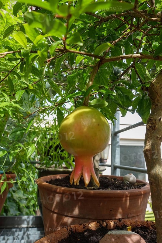 Pomegranate (Punica granatum), tree with fruit, potted plant, gardens, Baden-Württemberg, Germany