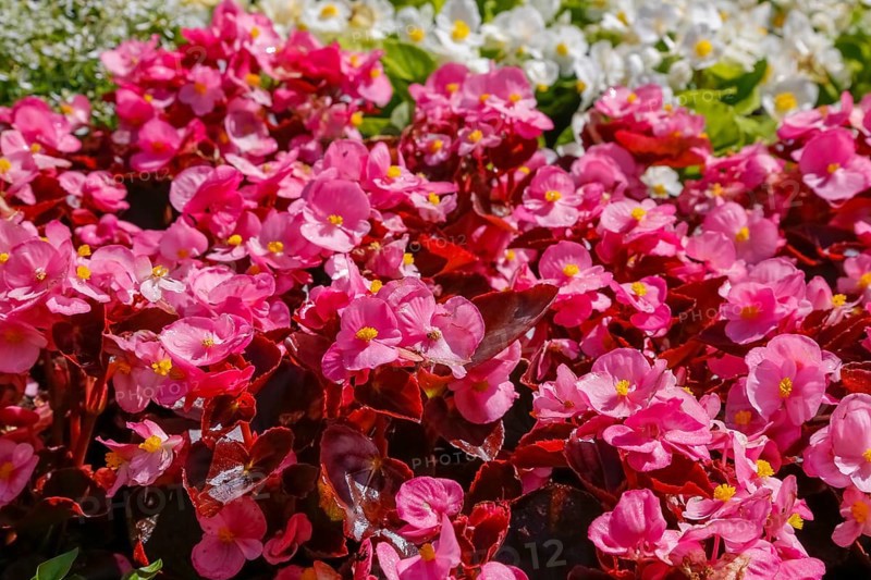 Ice begonia (Begonia semperflorens), flower bed begonia, God's eye, white and pink flowers, flowers, plants, gardens, Baden-Württemberg, Germany