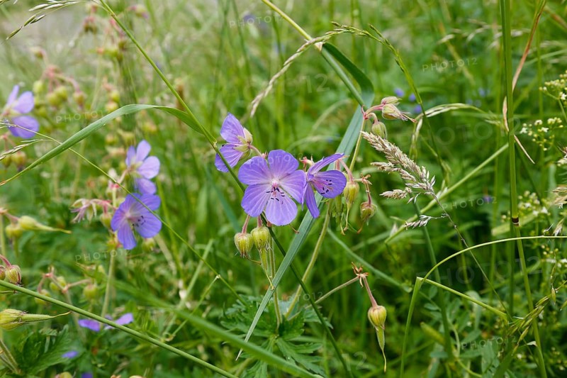 Meadow stork beak (Geranium pratense), stork beak, meadow, wildflowers, grass, grasses, plants, nature, Swabian Jura, Baden-Württemberg, Germany