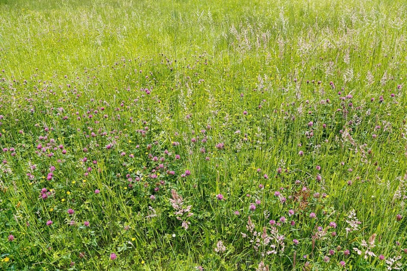 Clover (trifolium), red flowers, meadow, wildflowers, grass, grasses, plants, nature, Swabian Jura, Baden-Württemberg, Germany