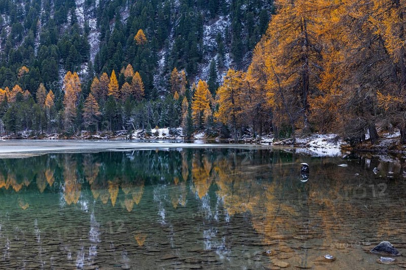 Lake Palpougna, mountain lake, mixed forest with larch (Larix) in autumn colors, snow, autumn, Filisur mountain green, Albula Pass, Grisons, Switzerland