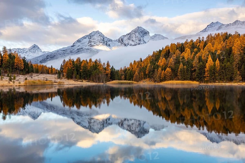 Lake Stazer in front of mountain peaks with snow, mixed forest with larch (Larix) in autumn color, reflection, autumn, Piz Albana, Piz Julier, Piz Nair, Piz Polaschin, Celerina/Schlarigna, Engadin, Grisons, Switzerland