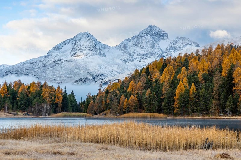 Lake Stazer in front of mountain peaks with snow, mixed forest with larch (Larix) in autumn, common reeds, autumn, Piz Julier, Piz Albana, Celerina/Schlarigna, Engadin, Graubünden, Switzerland