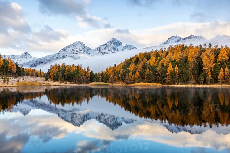 Lake Stazer in front of mountain peaks with snow, mixed forest with larch (Larix) in autumn, autumn, reflection, Piz Albana, Piz Julier, Piz Nair, Piz Polaschin, Celerina/Schlarigna, Engadin, Grisons, Switzerland