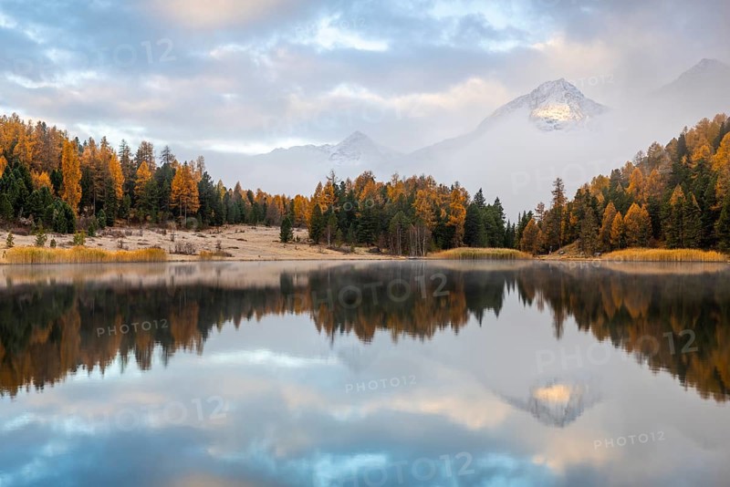 Lake Staz against mountain backdrop, mountain lake, mixed forest with larch (Larix) in autumn colors, mountain peaks with snow, reflection, Piz Albana, Piz Polaschin, fog, autumn, Celerina/Schlarigna, Engadin, Grisons, Switzerland