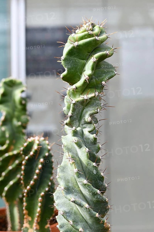 Close up of stem of curious 'Cereus Jamacaru Spiralis' cactus houseplant