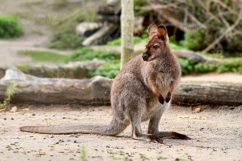 Red necked wallaby, Australian macropod marsupial species