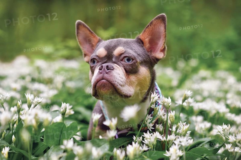 Lilac orange tan French Bulldog dog with long healthy nose between white wild garlic flowers in forest