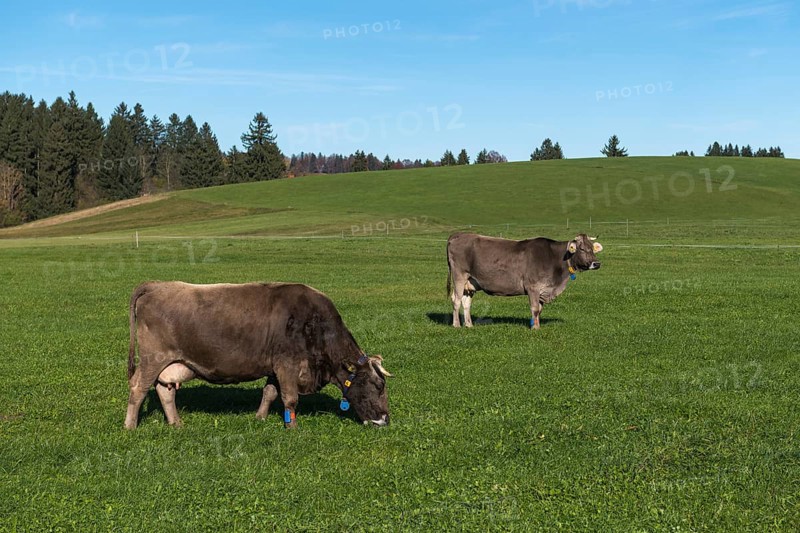 Two marked cows graze on a green field under clear blue sky in a rural area, sensors, near Buching, Ostallgäu, Allgäu, Bavaria, Germany