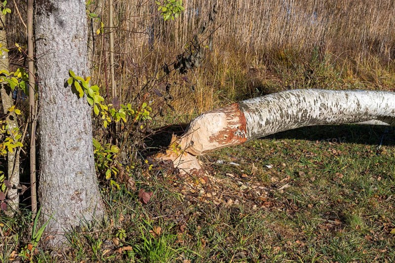 A birch tree felled by a beaver lies in an autumn forest, near Buching, Ostallgäu, Allgäu, Bavaria, Germany