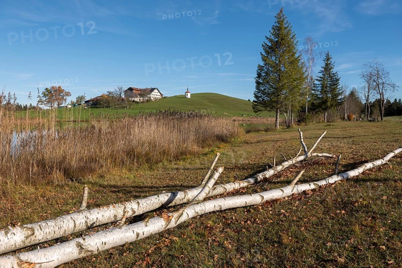 A birch tree felled by a beaver lies in a meadow in front of a hill with a building in the background, Hegratsrieder See, near Buching, Ostallgäu, Allgäu, Bavaria, Germany