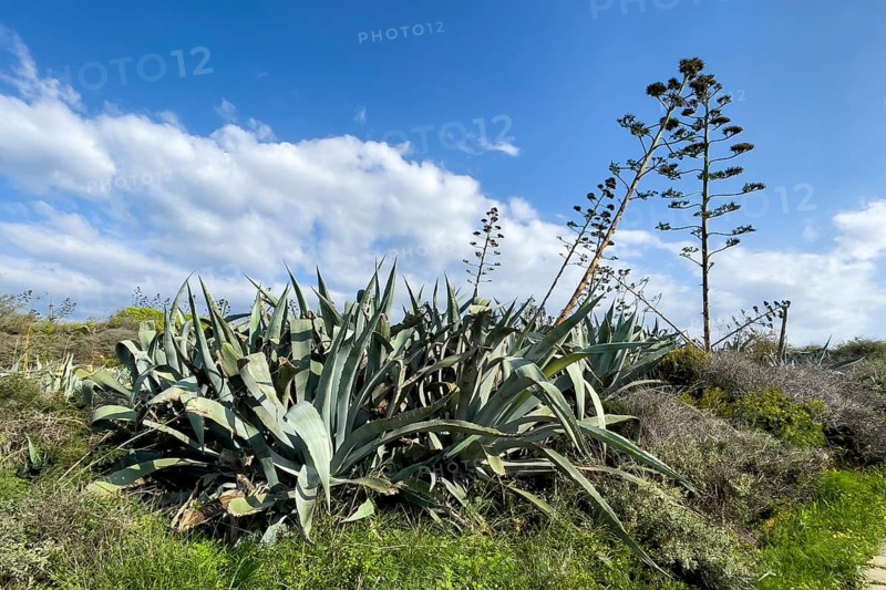 Wild American agave (Agave americana), Gozo Island, Malta
