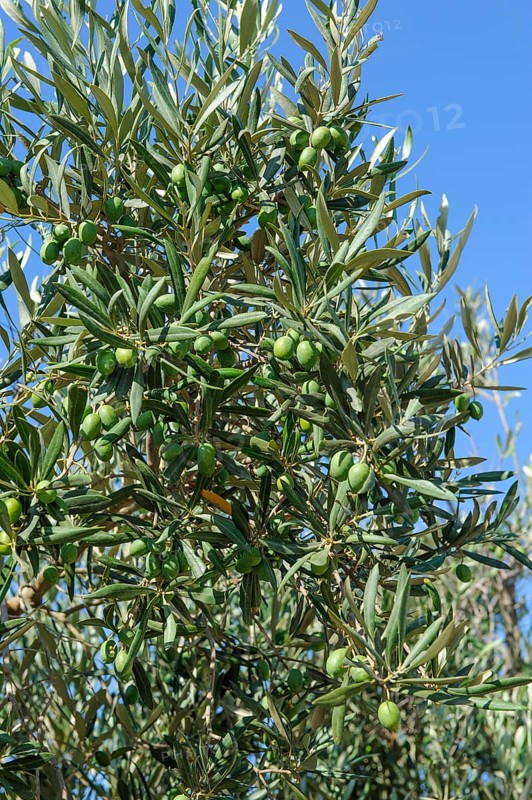 Large green olives grow on olive trees, Malta