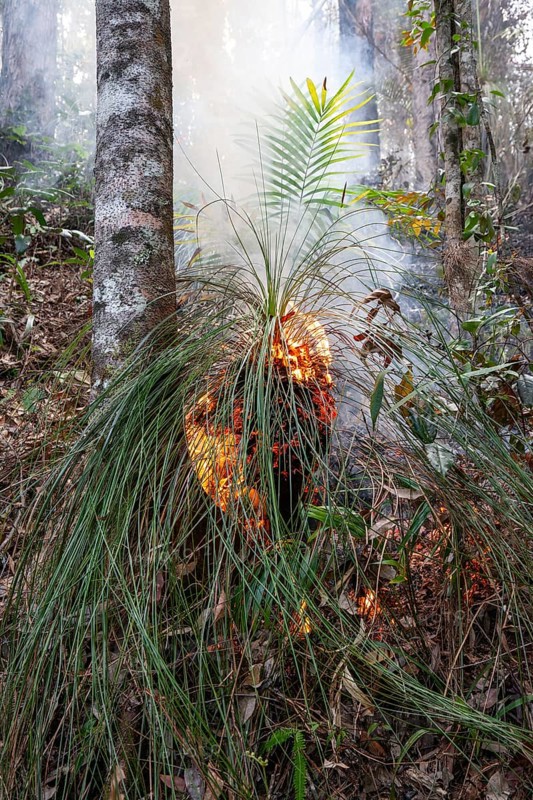 Preventive burning to prevent fires in the hot bushland of Queensland Australia
