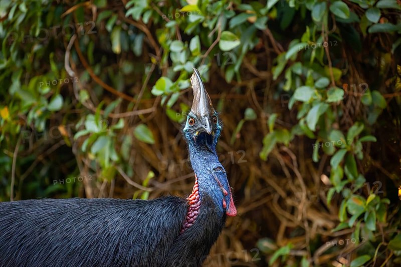 Mating behavior of helmet cassowaries in the Queensland rainforest Australia