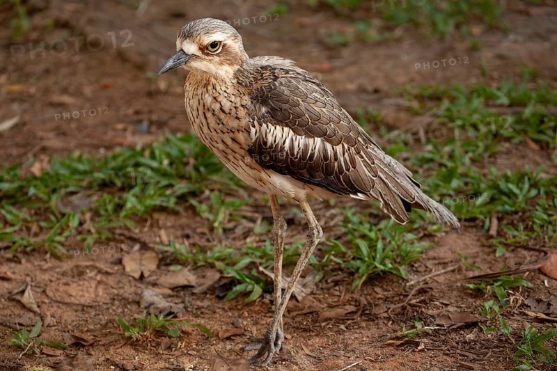 Long-tailed weet Burhinus grallarius in the forest, Queensland Australia