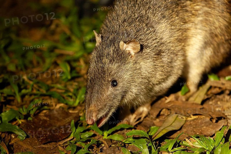 Wild nosebumbag at night in tropical bushland Queensland Australia