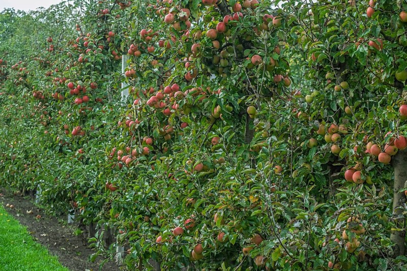 Apple trees (Malus domestica) with fruits, apple tree plantation, Münsterland, North Rhine-Westphalia, Germany