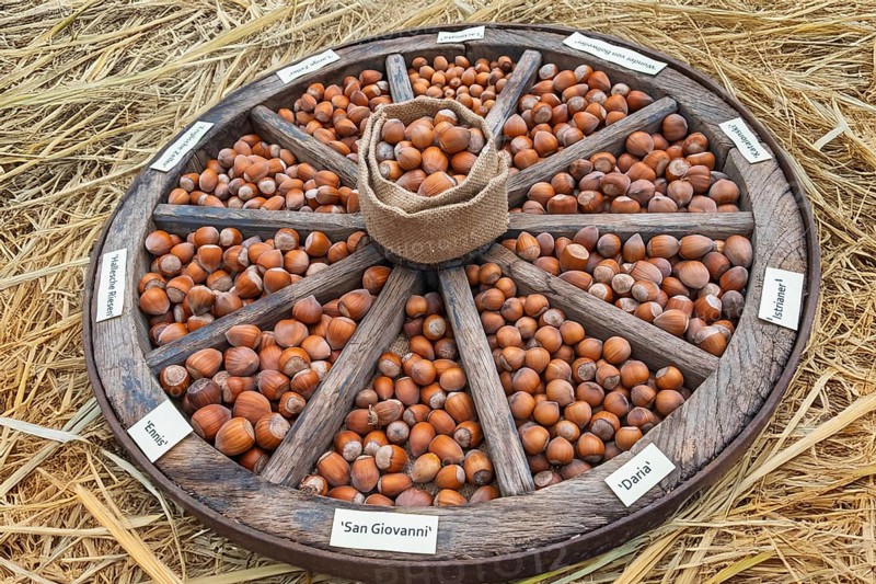 Different types of hazelnuts in an old wagon wheel, Münsterland, North Rhine-Westphalia, Germany