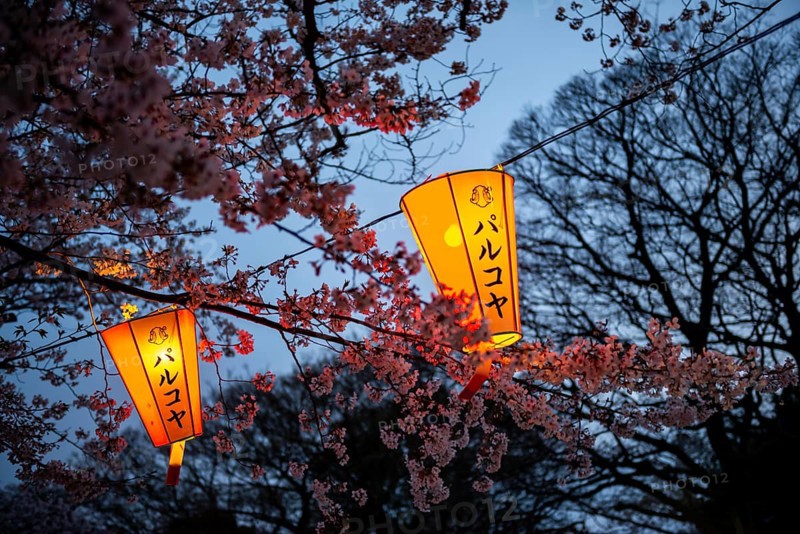 Blooming cherry trees and illuminated lanterns with Japanese writing in the evening, Hanami festival in spring, Ueno Park, Tokyo, Japan