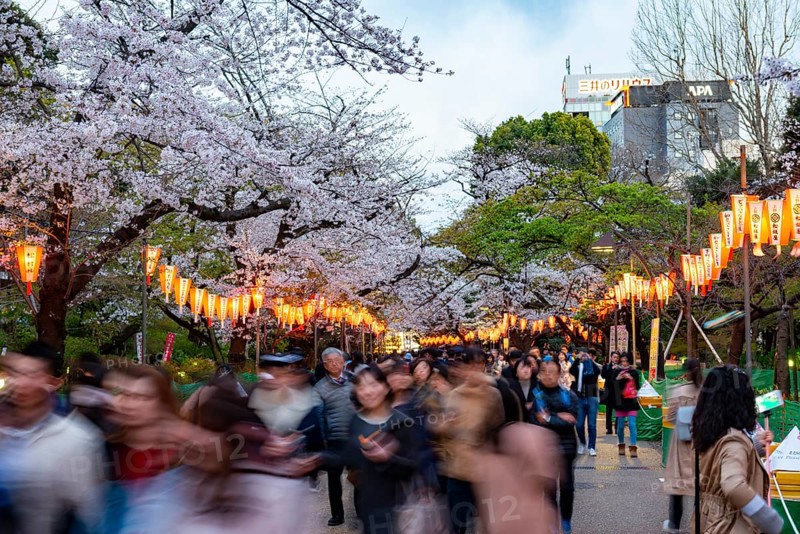 People walking through the park, blooming cherry trees and illuminated lanterns with Japanese lettering in the evening, Hanami festival in spring, long exposure, Ueno Park, Tokyo, Japan