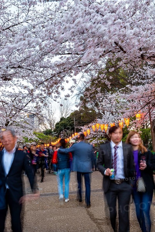 People walking through the park, blooming cherry trees and illuminated lanterns with Japanese lettering in the evening, Hanami festival in spring, long exposure, Ueno Park, Tokyo, Japan
