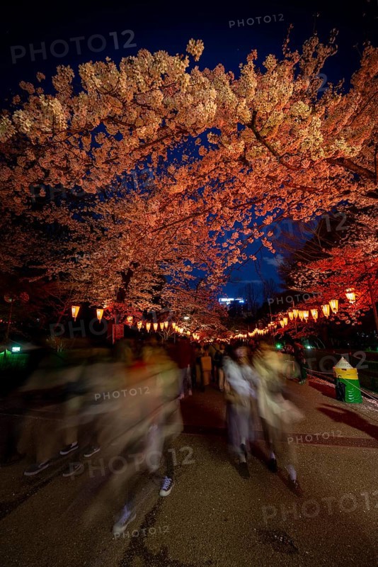 People walking through the park, blooming cherry trees and illuminated lanterns with Japanese lettering in the evening, blue hour, Hanami festival in spring, long exposure, Ueno Park, Tokyo, Japan