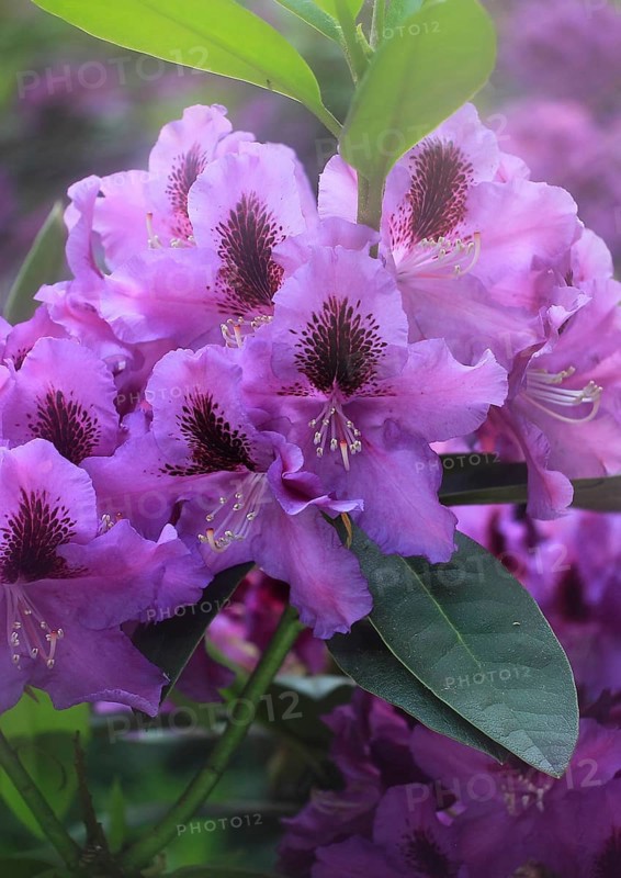 Rhododendron flowers (Rhododendron) with alienation North Rhine-Westphalia, Germany