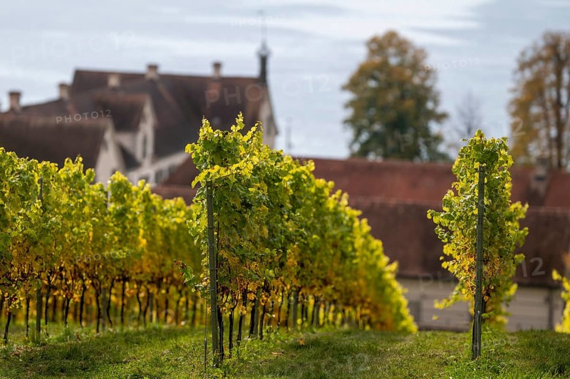 Vineyards in autumn, Uhldingen-Mühlhofen am Lake Constance, Baden-Württemberg, Germany