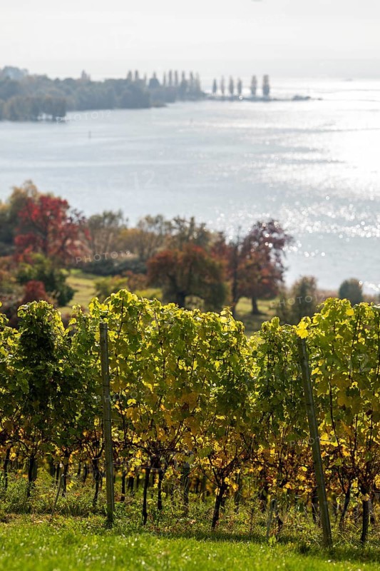 Vineyards in autumn, Uhldingen-Mühlhofen am Lake Constance, Baden-Württemberg, Germany